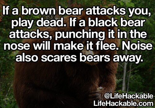Image: A brown bear. Image text: If a brown bear attacks you, play dead. If a black bear attacks, punching it in the nose will make it flee. Noise also scares bears away.