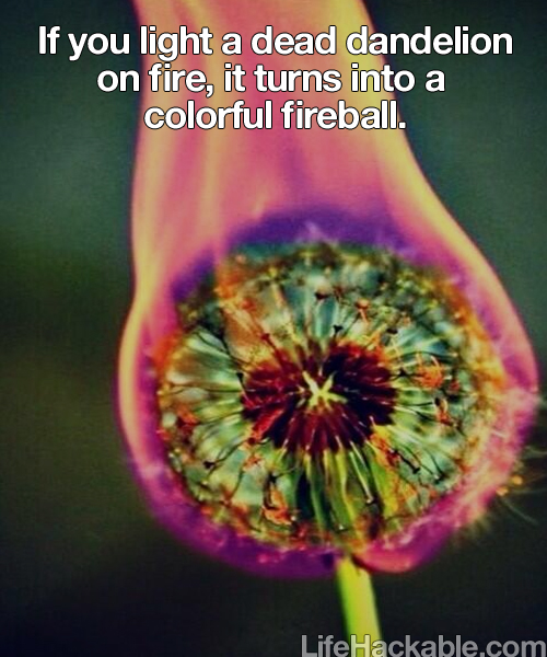 Image: a burning dandelion clock. Image text: If you light a dead dandelion on fire, it turns into a colourful fireball.